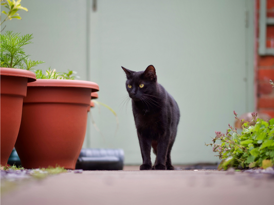 Le Chat Bombay : Une Panthère Miniature au Cœur Tendre