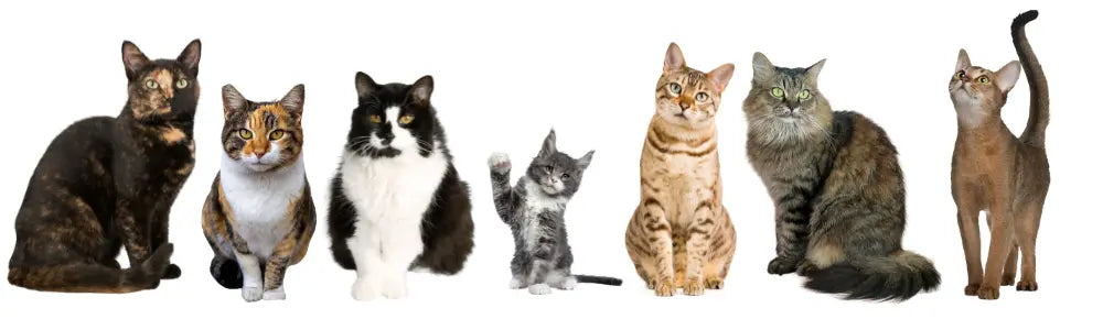 Les-Différentes-Robes-chez-les-Chats-Un-Guide-Complet Wood and Cat