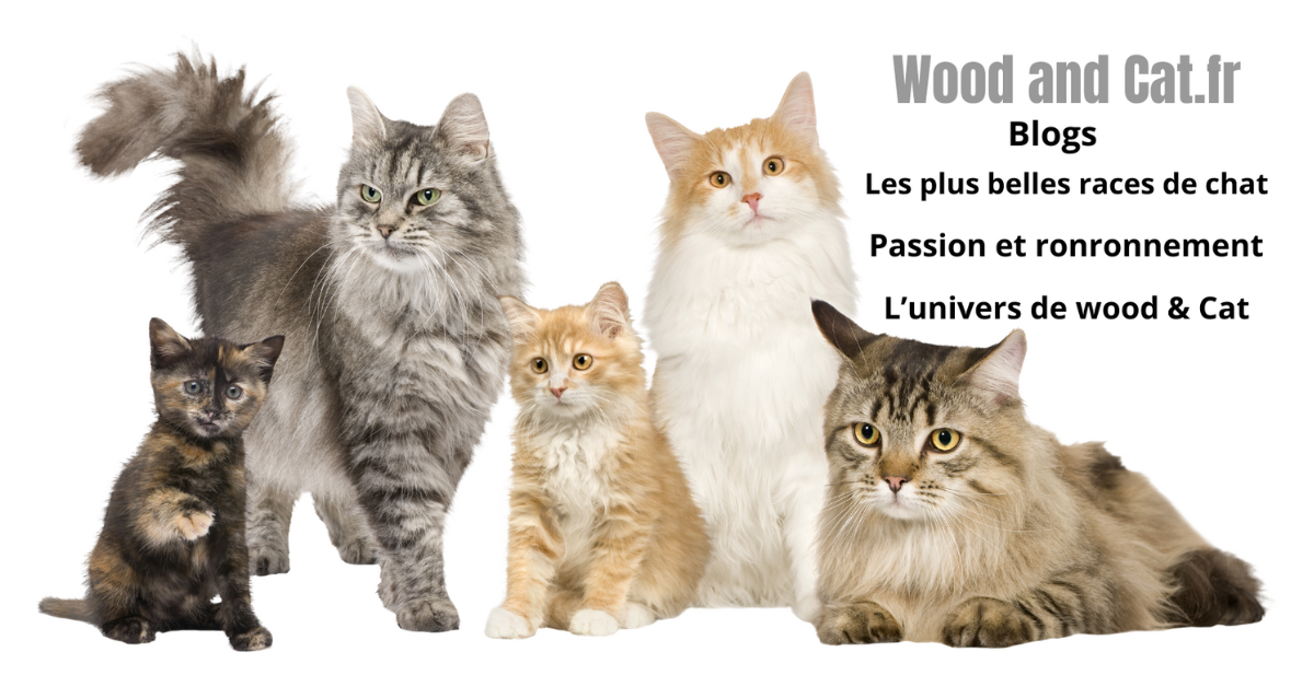Les plus belles races de chat. – Wood and Cat